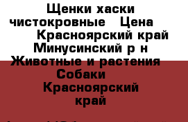 Щенки хаски чистокровные › Цена ­ 8 000 - Красноярский край, Минусинский р-н Животные и растения » Собаки   . Красноярский край